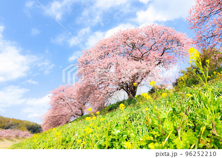 南伊豆町・下賀茂の河津桜(ソフトフォーカス) 南伊豆町・下賀茂の河津桜(ソフトフォーカス) 96252210