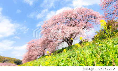 南伊豆町・下賀茂の河津桜（ソフトフォーカス） 96252212