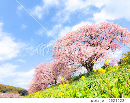 南伊豆町・下賀茂の河津桜（ソフトフォーカス） 96252224
