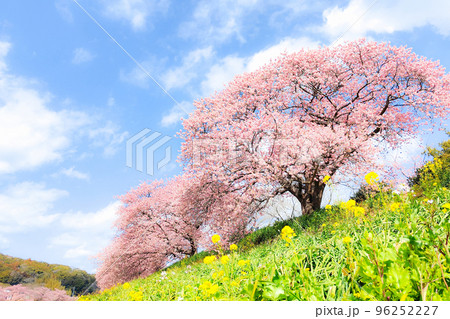南伊豆町・下賀茂の河津桜(ソフトフォーカス) 南伊豆町・下賀茂の河津桜(ソフトフォーカス) 96252227