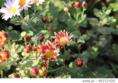 日本の秋の公園に咲くカラフルなスプレーギクの花 96252420
