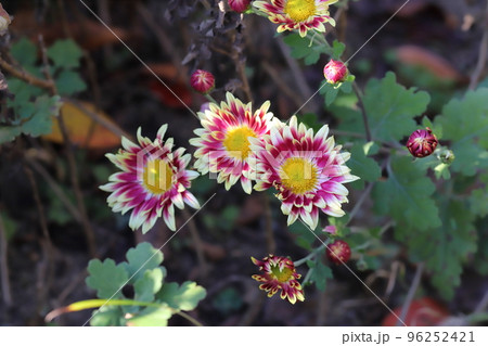 日本の秋の公園に咲くカラフルなスプレーギクの花 日本の秋の公園に咲くカラフルなスプレーギクの花 96252421