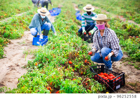 Farmers in masks picking tomatoes after storm Farmers in masks picking tomatoes after storm 96252558