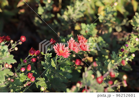 日本の秋の公園に咲く赤いスプレーギクの花 96252601