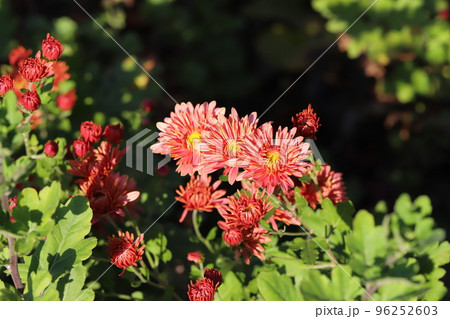 日本の秋の公園に咲く赤いスプレーギクの花 96252603