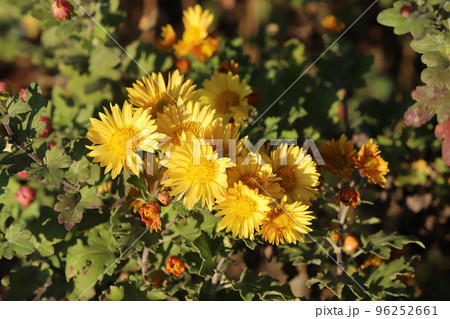 日本の秋の公園に咲く黄色い小菊の花 96252661