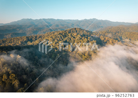 sunrise in the forest 96252763