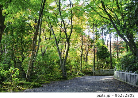 高尾山　高尾山薬王院　仏舎利塔（ぶっしゃりとう）への三密の道 96252805