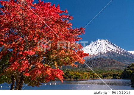写真素材: 《山梨県》秋の富士山・精進湖湖畔の紅葉 96253012