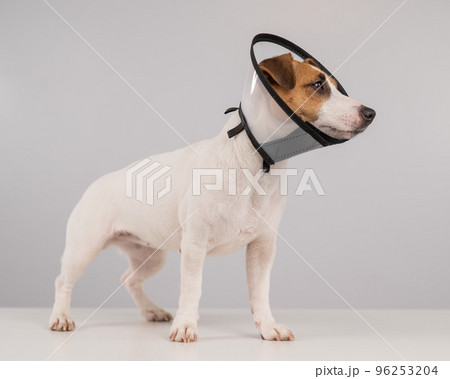 Jack Russell Terrier dog in plastic cone after surgery. Jack Russell Terrier dog in plastic cone after surgery. 96253204