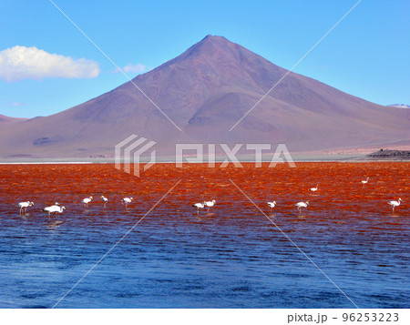 ボリビア高地の赤い湖とフラミンゴ 96253223