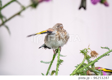 European goldfinch with juvenile plumage, feeding on the seeds of thistles. Carduelis carduelis. 96253287