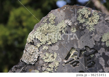ウメノキゴケ/石碑の表面に着生 96253451