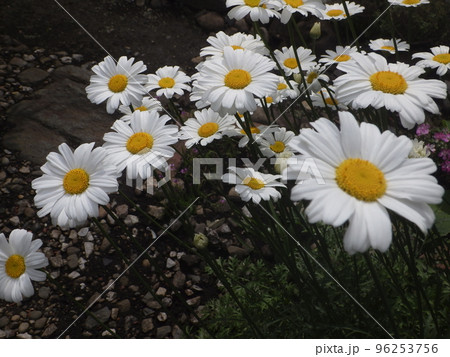 満開の白花除虫菊 96253756