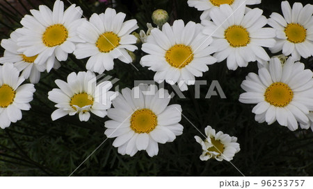 満開の白花除虫菊（シロバナムシヨケギク） 96253757