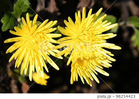 黄色い菊 黄色い菊 96254423
