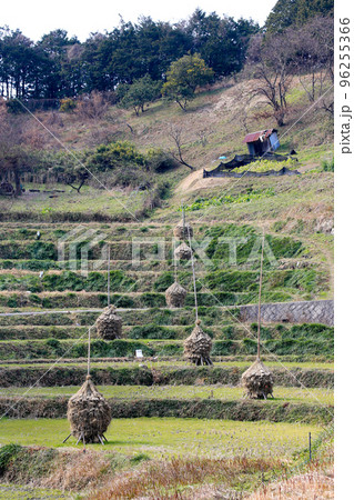 奈良県　明日香村　冬　ススキ（稲藁積み） 96255366