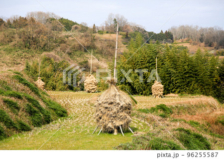 奈良県　明日香村　冬　ススキ（稲藁積み） 96255587