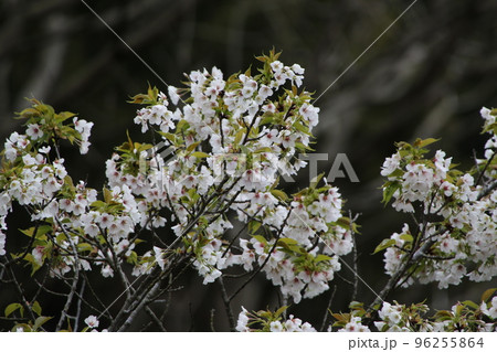 山桜 96255864