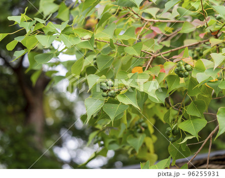 実を付けた神社のトチノキ 実を付けた神社のトチノキ 96255931