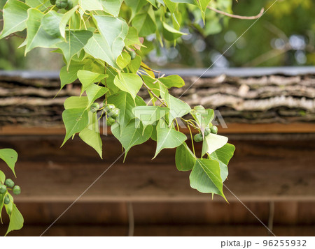 実を付けた神社のトチノキ 96255932