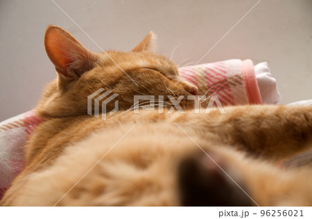窓辺で寝むる茶寅猫 96256021