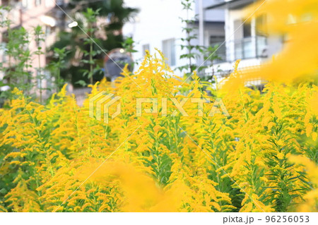 群生する背高泡立草（セイタカアワダチソウ） 96256053