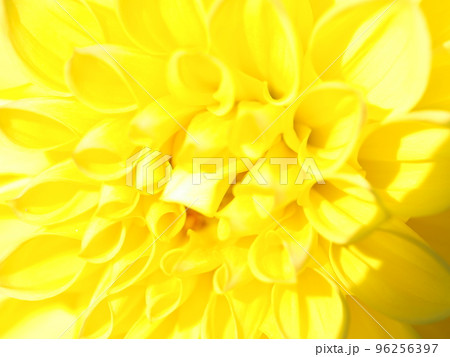 花：ダリア 96256397