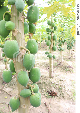 green and raw papaya stock on tree green and raw papaya stock on tree 96256439