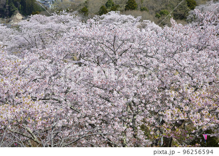 西山公園の桜を見に行きました　＃23 96256594