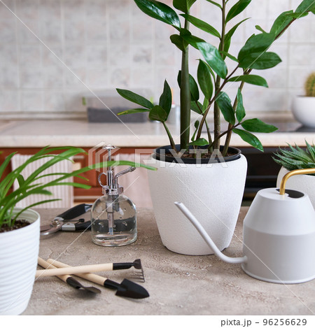 House gardening tools and Zamioculcas houseplant, aloe and chlorophytum at home 96256629