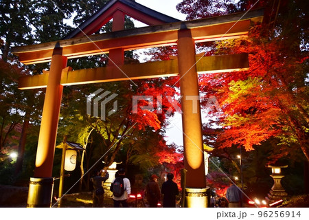 大津市 日吉大社山王鳥居と参道の紅葉ライトアップ 大津市 日吉大社山王鳥居と参道の紅葉ライトアップ 96256914