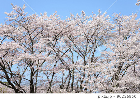 西山公園の桜を見に行きました #40 西山公園の桜を見に行きました #40 96256950