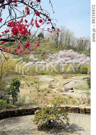 碧い空と桜とテルテモモ_ぎふワールド・ローズガーデン 96256972