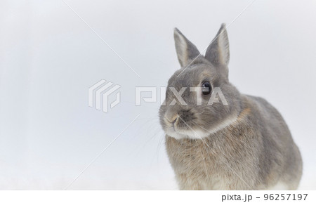 白背景の灰色うさぎ（半身） 96257197
