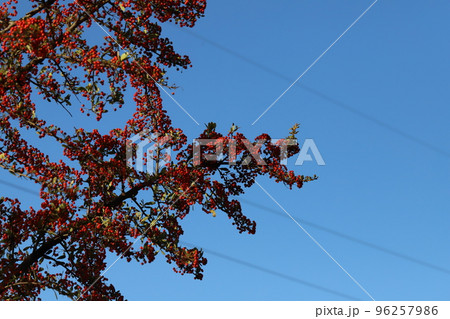 日本の秋の公園に実る赤いピラカンサの実 96257986