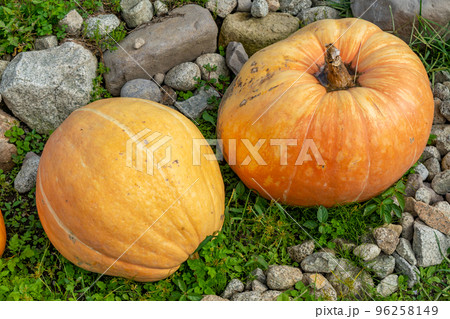 ハロウィン　かぼちゃ 96258149