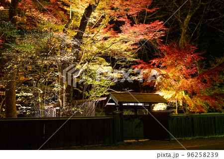 夜の角館武家屋敷のライトアップ 青柳家の美しい紅葉 夜の角館武家屋敷のライトアップ 青柳家の美しい紅葉 96258239