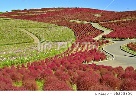 ひたち海浜公園みはらしの丘のコキアとコスモスの花畑 96258356