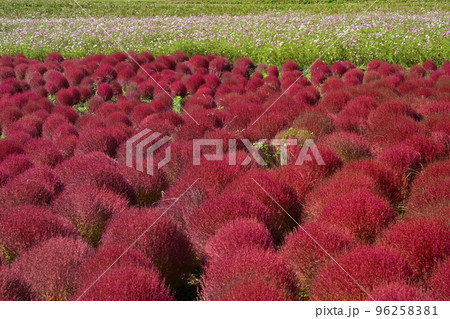 ひたち海浜公園みはらしの丘のコキアとコスモスの花畑 ひたち海浜公園みはらしの丘のコキアとコスモスの花畑 96258381