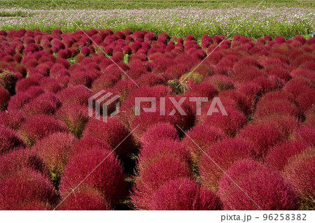ひたち海浜公園みはらしの丘のコキアとコスモスの花畑 96258382