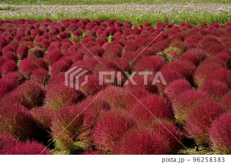 ひたち海浜公園みはらしの丘のコキアとコスモスの花畑 96258383