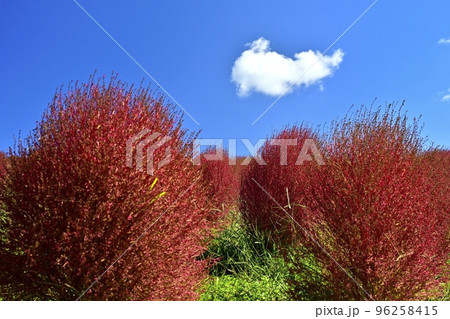 ひたち海浜公園みはらしの丘のコキアの花畑に青空に雲 96258415