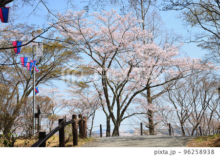 西山公園の桜を見に行きました #41 西山公園の桜を見に行きました #41 96258938