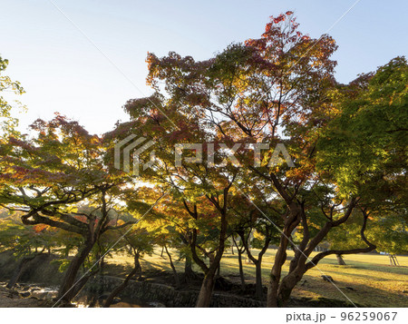 朝日が射し込む紅葉した奈良公園の風景 96259067