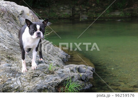 川遊びの人気スポットときがわ町の都幾川の岩場から可愛く見つめるボストンテリアのマイティ君♡ 96259576