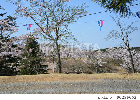 西山公園の桜を見に行きました　＃64 96259602