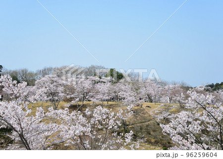 西山公園の桜を見に行きました #65 西山公園の桜を見に行きました #65 96259604