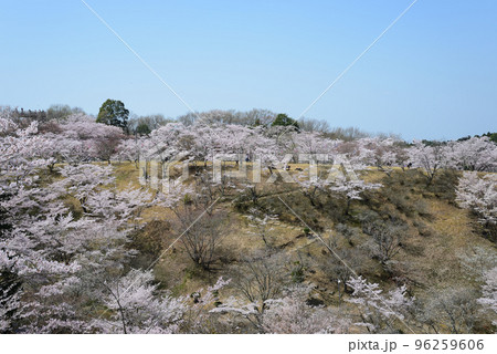 西山公園の桜を見に行きました #67 西山公園の桜を見に行きました #67 96259606