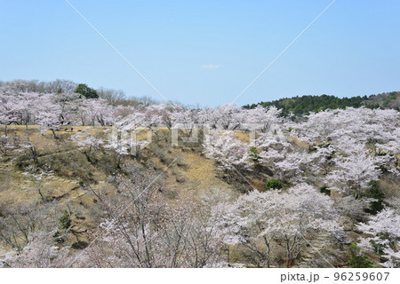 西山公園の桜を見に行きました　＃68 96259607